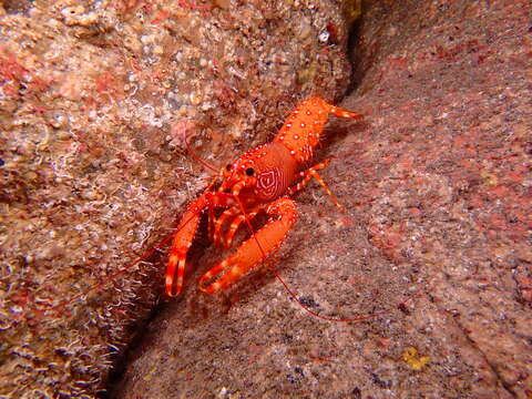 Image of Dwarf Reef Lobster