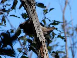 Image of Paradise Riflebird