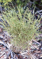 Image of Eremophila gibbifolia (F. Muell.) F. Muell.