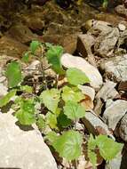 Image of Salvia acerifolia B. L. Turner