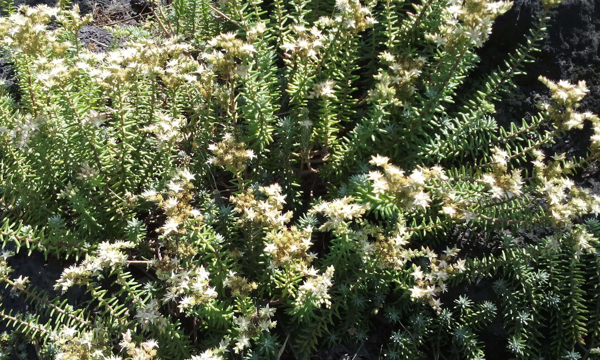 Image of Sedum griseum Praeger