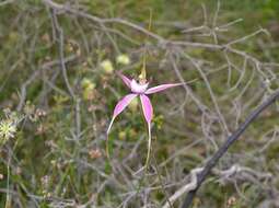 Image of Caladenia startiorum Hopper & A. P. Br.