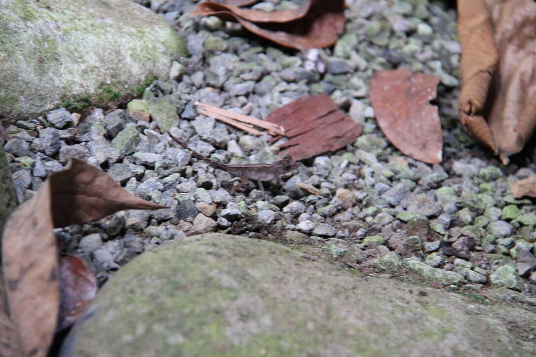 Image of Humble Anole