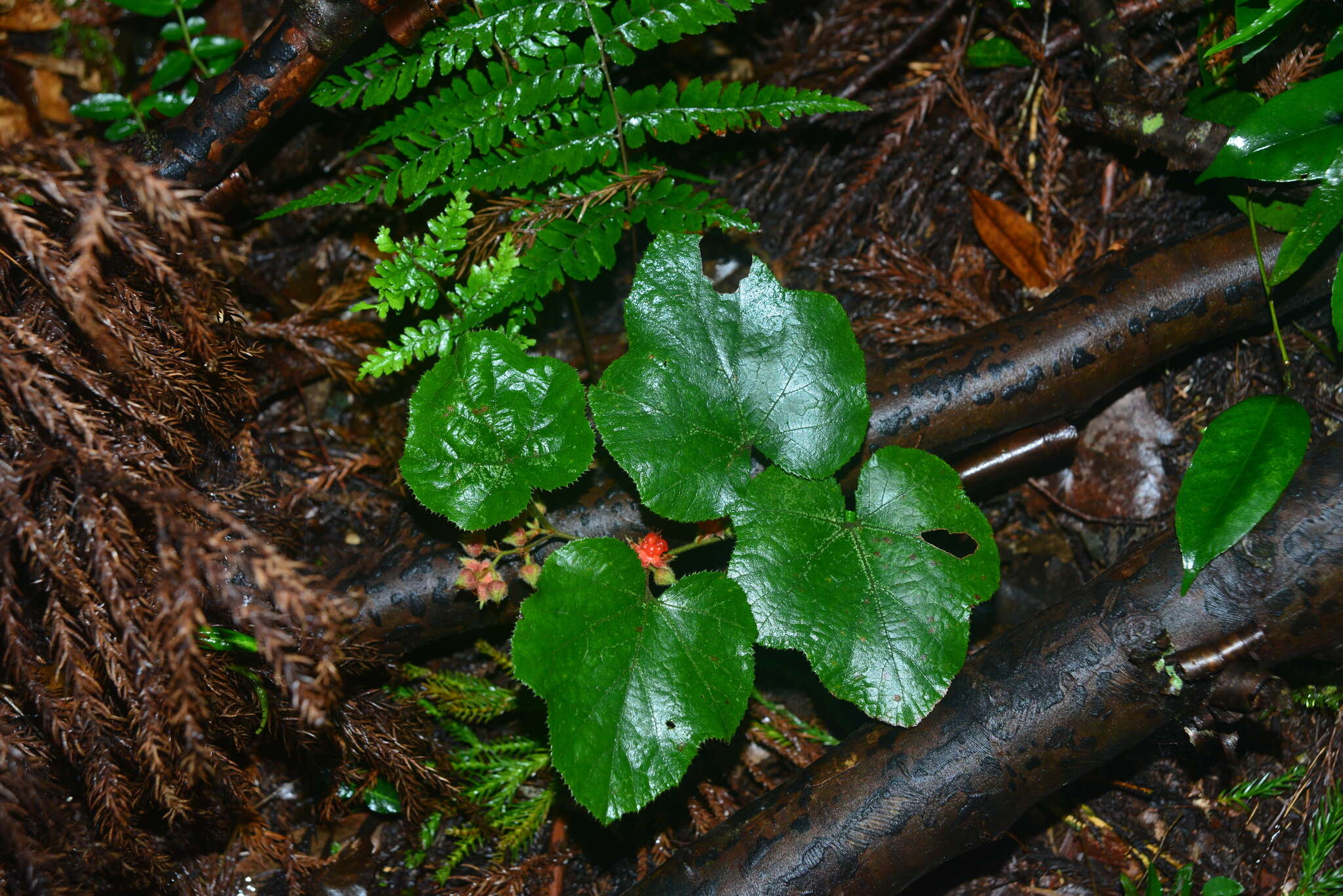 Image de Rubus buergeri Miq.