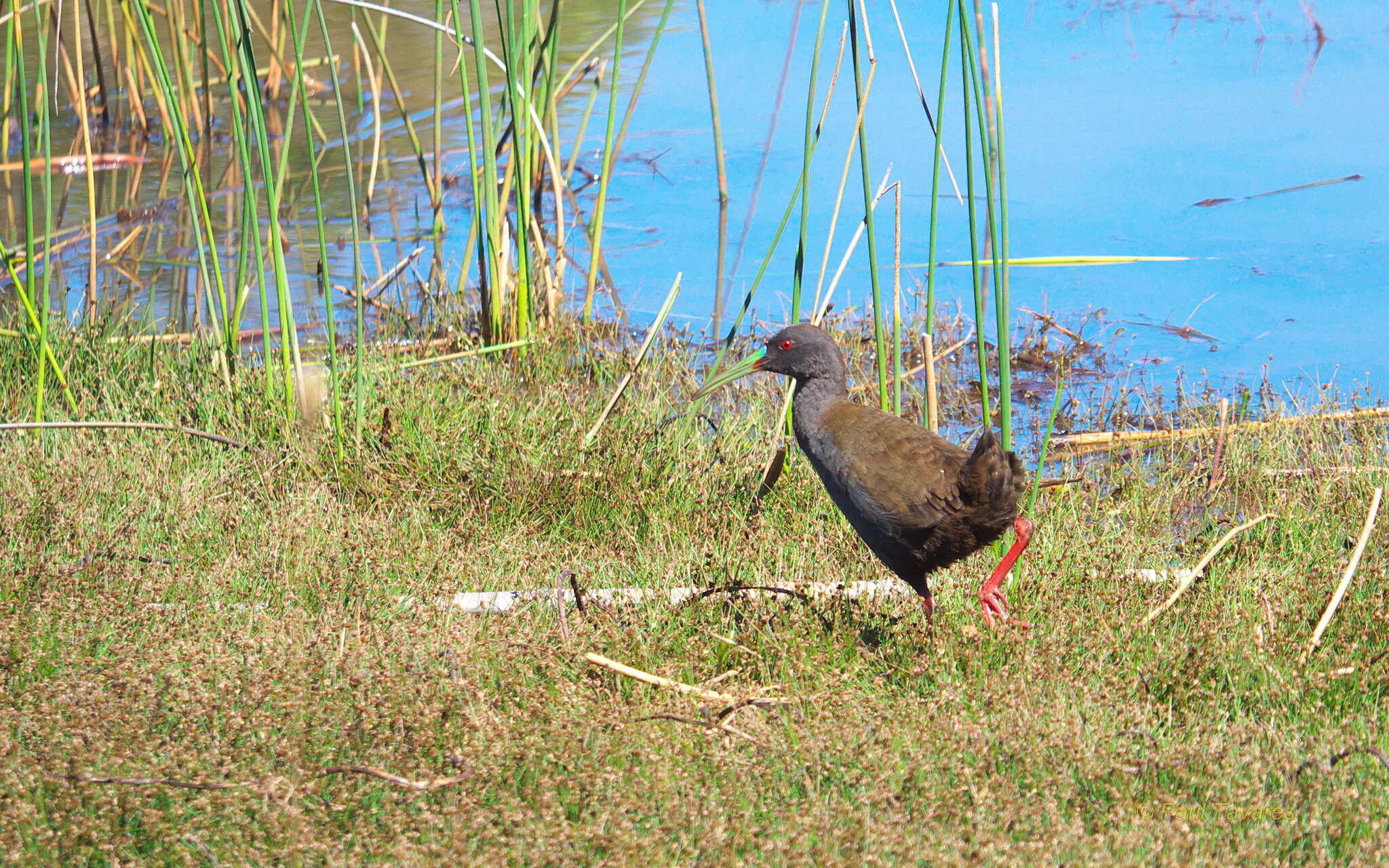 Image of Plumbeous Rail