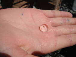 Image of Pacific sea gooseberry