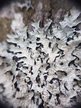 Image of shield lichen