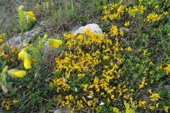 صورة Genista albida Willd.