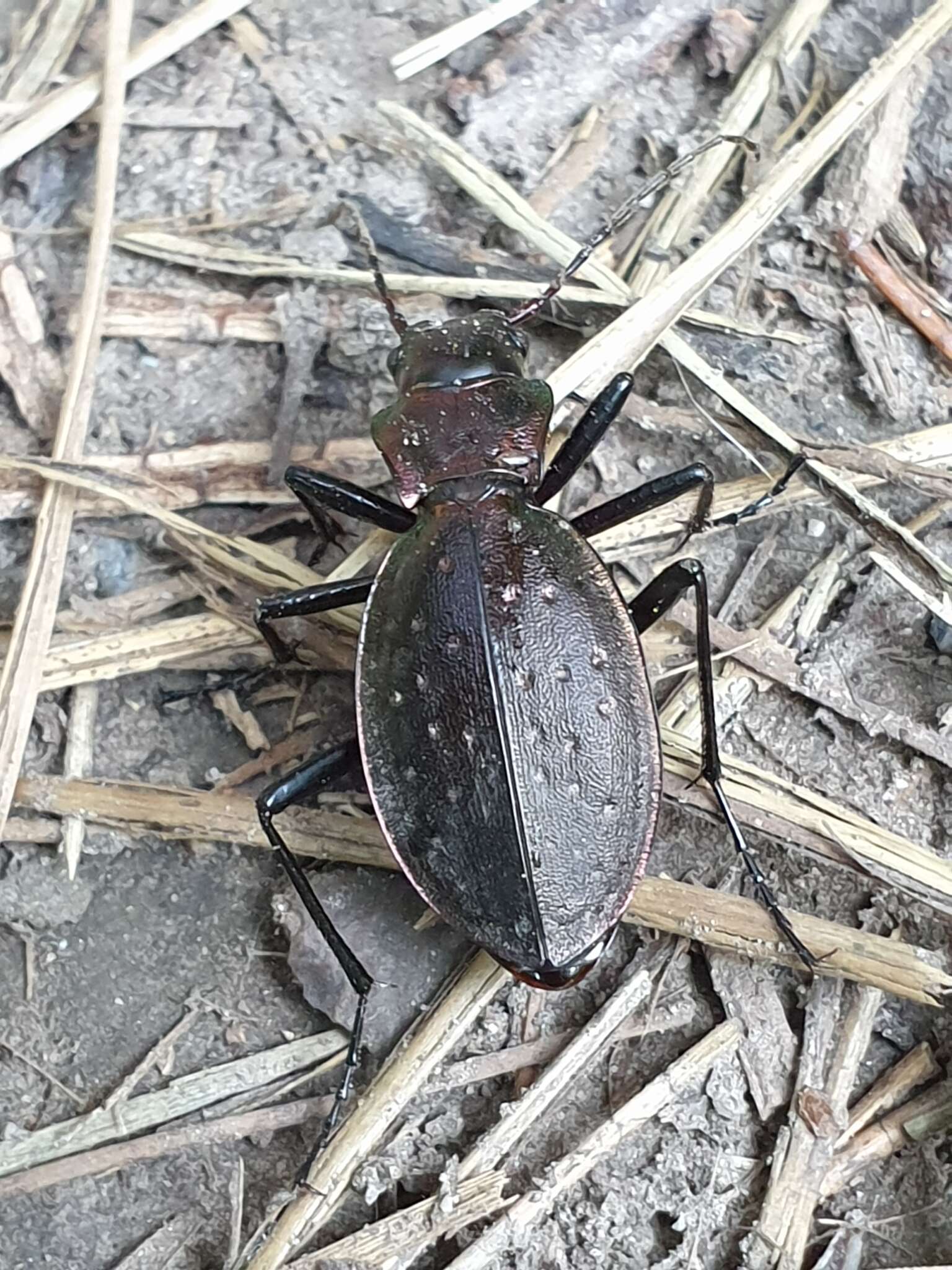 Image of Carabus (Platycarabus) irregularis Fabricius 1792