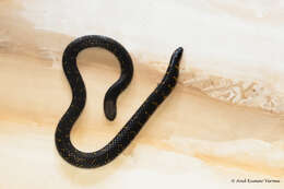 Image of Bombay Earth Snake