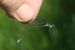 Image of Swamp Spreadwing