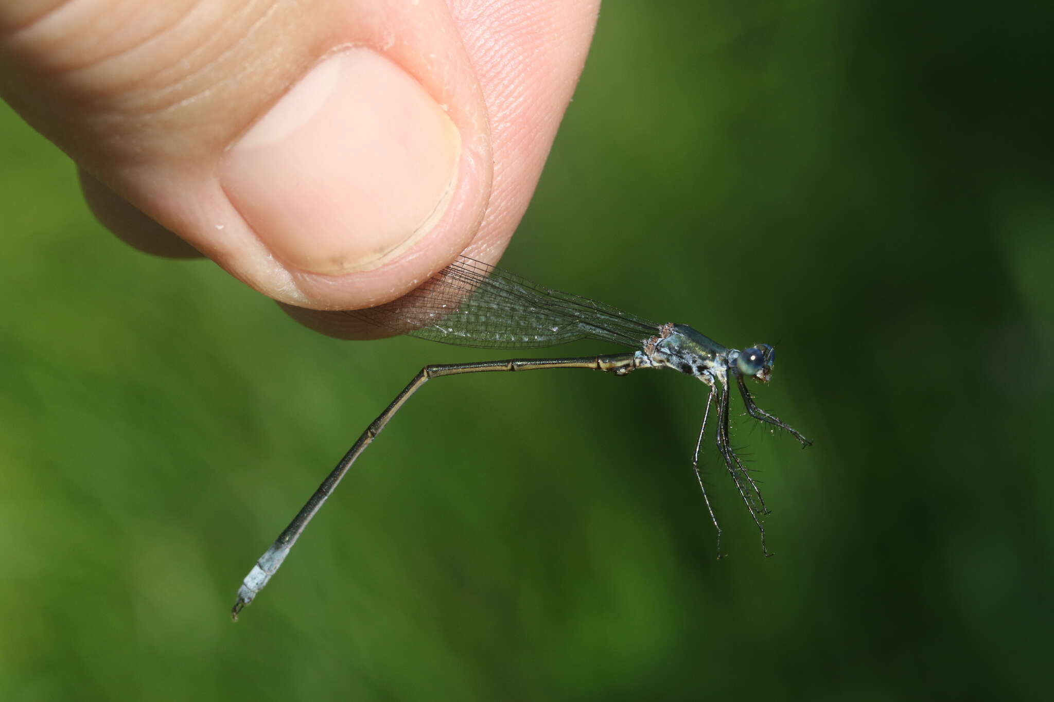 Image of Swamp Spreadwing