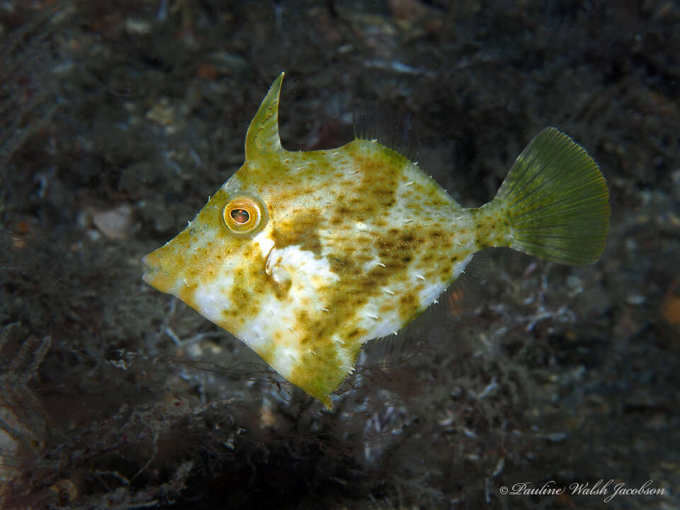 Image of Fringed Filefish