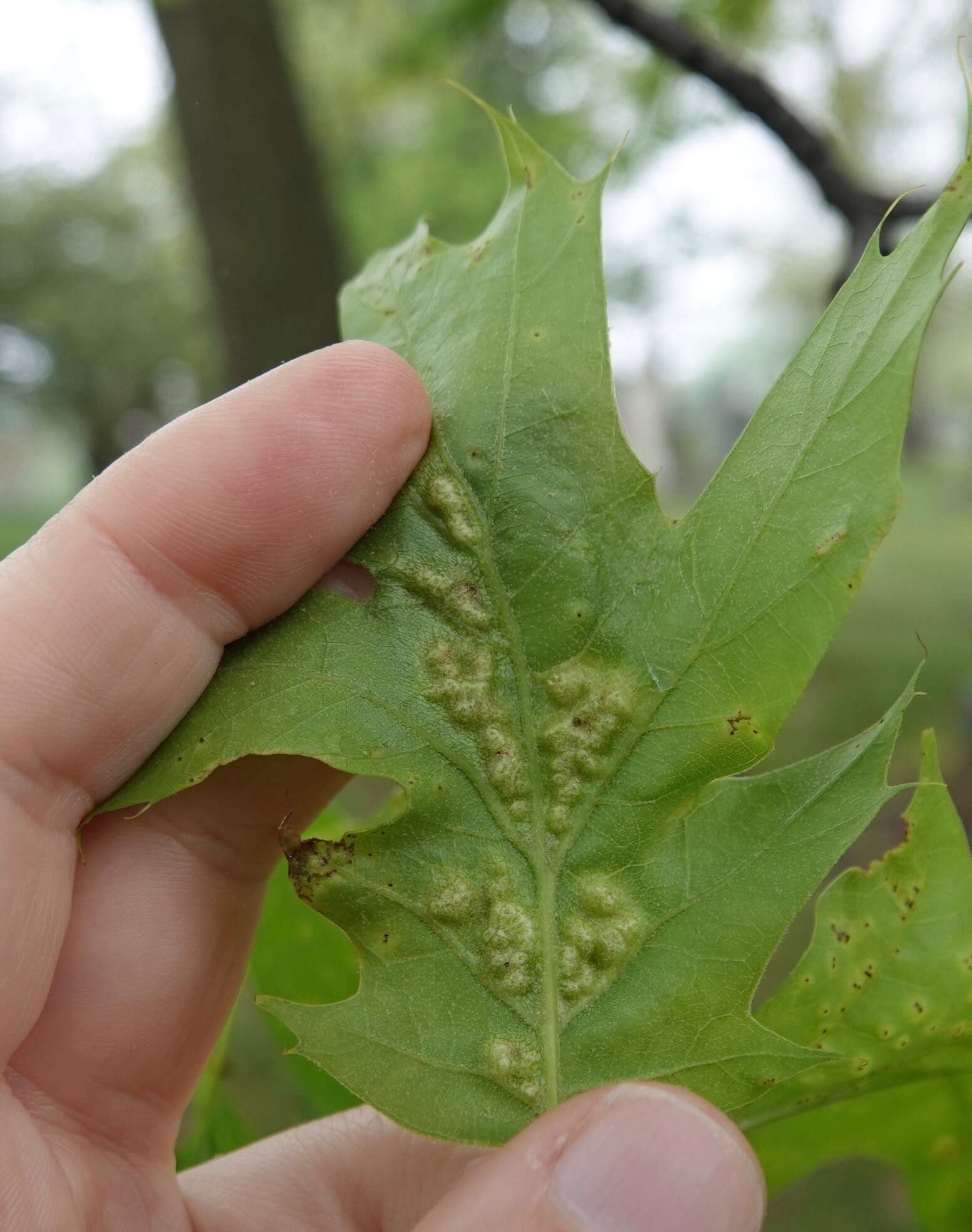 Image of Melikaiella ostensackeni Pujade-Villar 2014