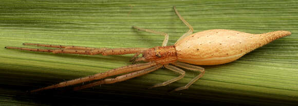 Image of Monaeses paradoxus (Lucas 1846)