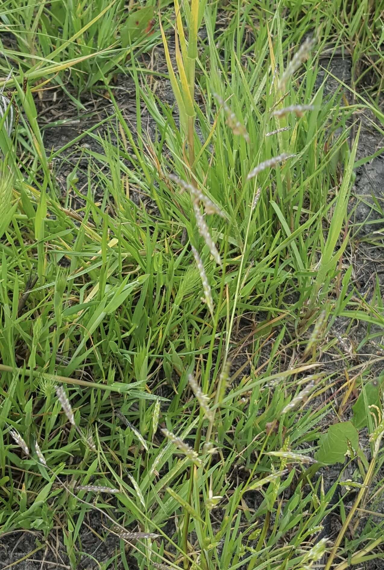 Image of annual semaphoregrass