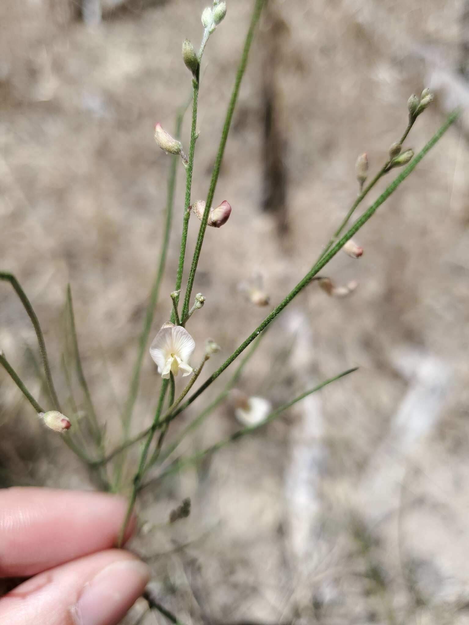 Imagem de Astragalus convallarius Greene