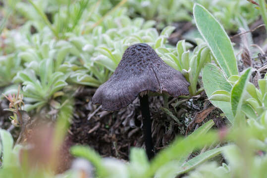 Image of Entoloma serrulatum (Fr.) Hesler 1967