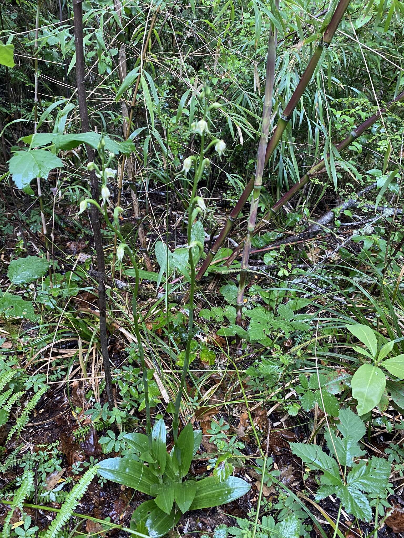 Image of Gavilea araucana (Phil.) M. N. Correa