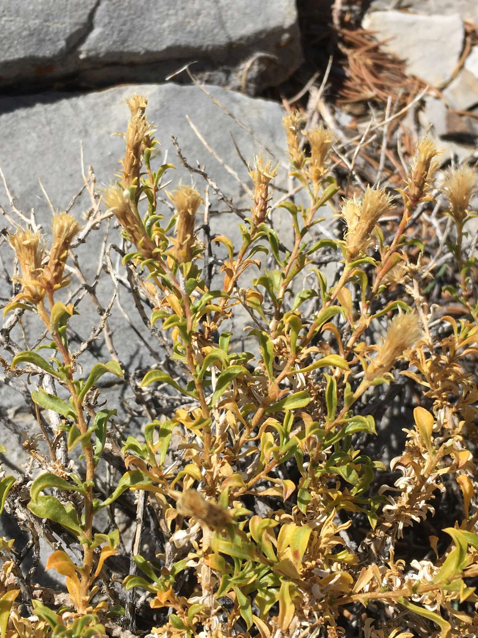 Image of whiteflower goldenbush