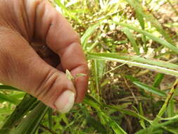 Image de Strophostyles leiosperma (Torr. & A. Gray) Piper