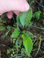 Image of blackseed plantain