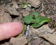 Image of Crassula umbella Jacq.