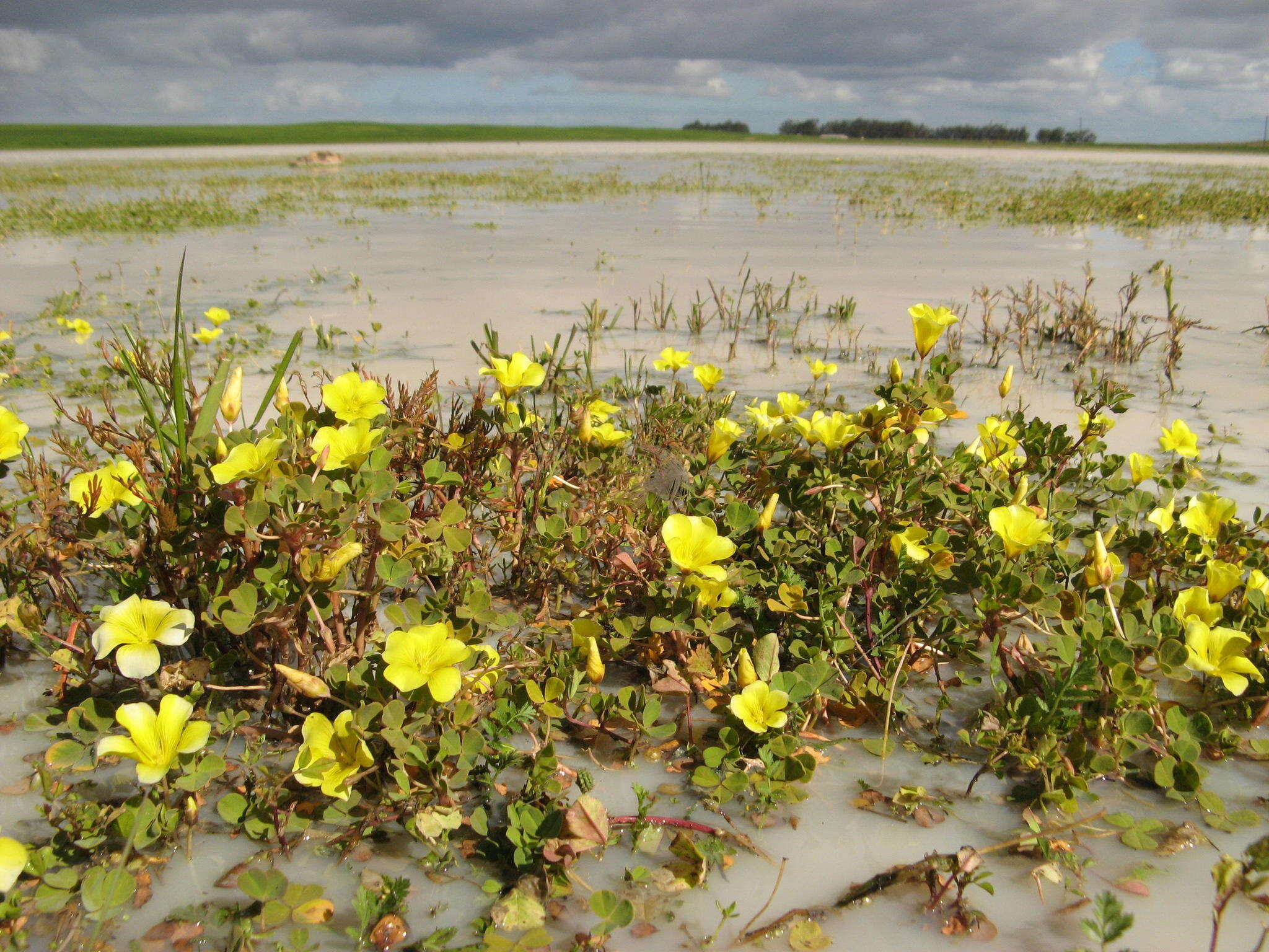 Image de Oxalis disticha Jacq.