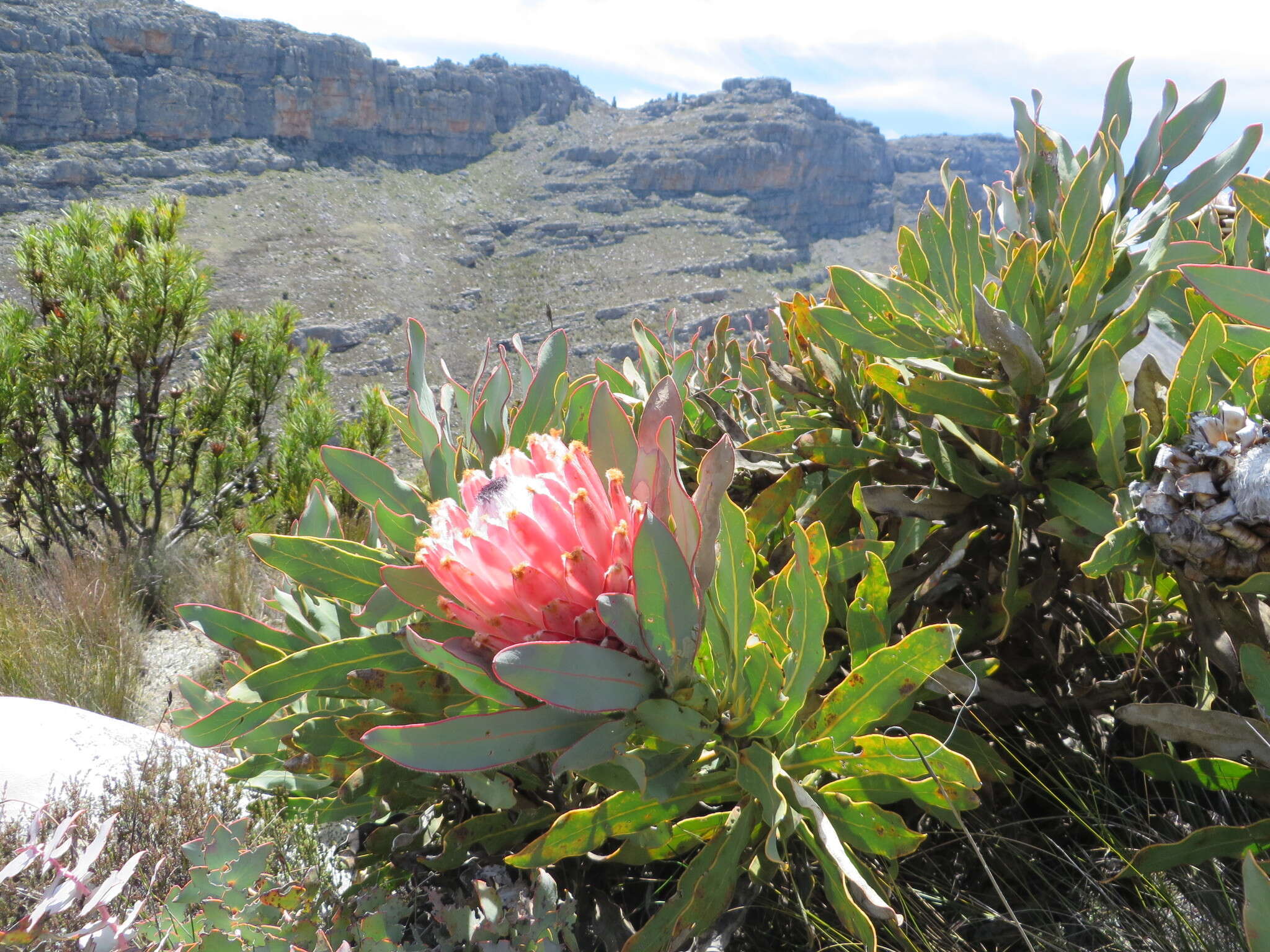 Слика од Protea magnifica Andr.