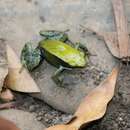 Image of Green Golden Frog