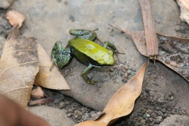 Image of Green Golden Frog