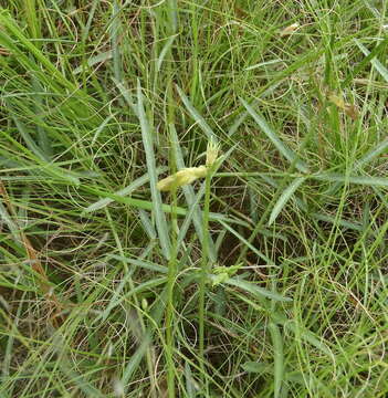 Image of Vigna vexillata var. angustifolia (Schum. & Thonn.) Baker