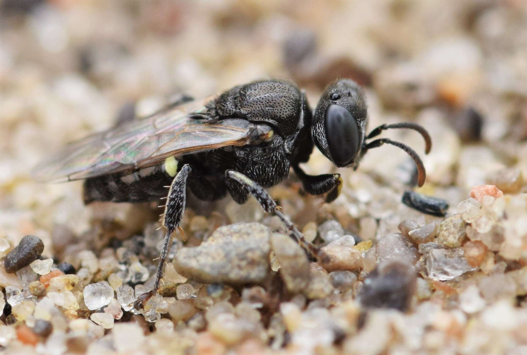 Oxybelus bipunctatus Olivier 1812 resmi