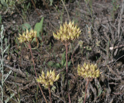 Image of Pseudosedum lievenii (Ledeb.) Berger