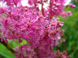 Plancia ëd Filipendula rubra (Hill) B. L. Robins.