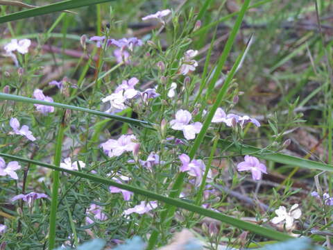 Image of Coopernookia barbata (R. Br.) Carolin