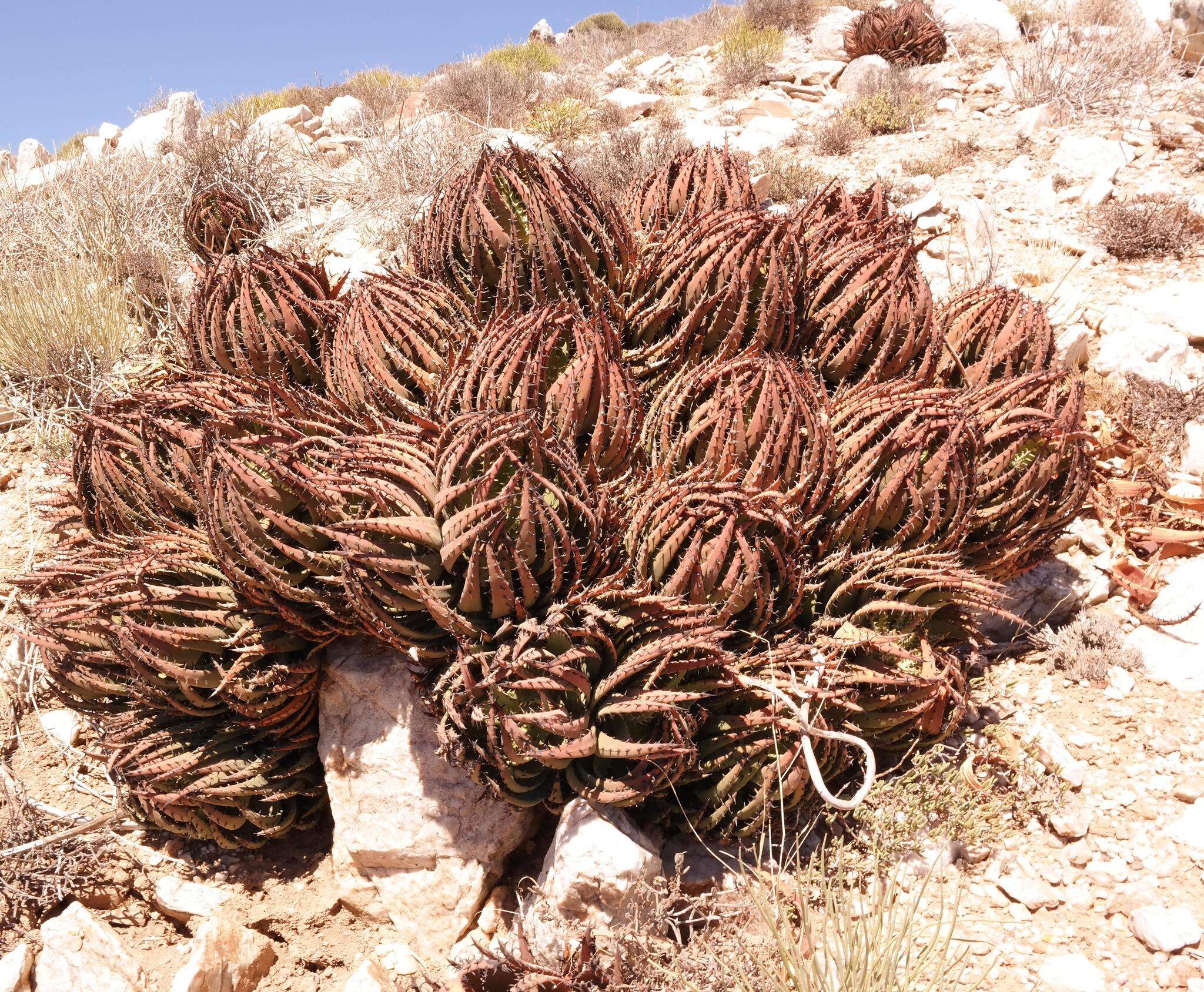 صورة Aloe melanacantha A. Berger