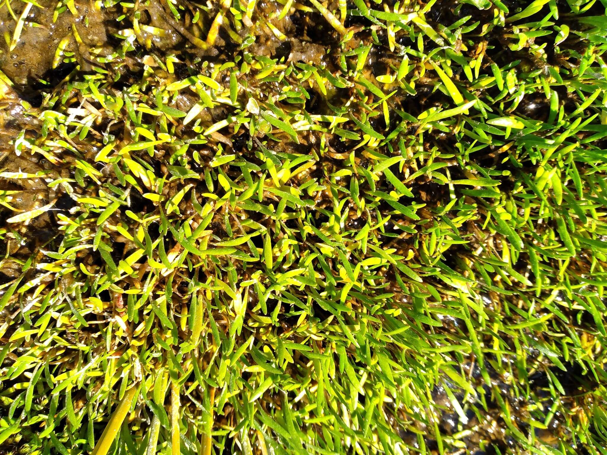 Image of Montia sessiliflora (G. Simpson) Heenan