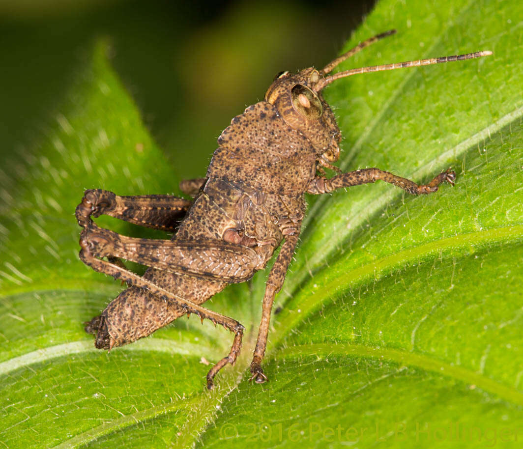 Image of Agriacris aequatoriana (Bolívar & I. 1909)