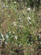 Imagem de Cirsium brevifolium Nutt.