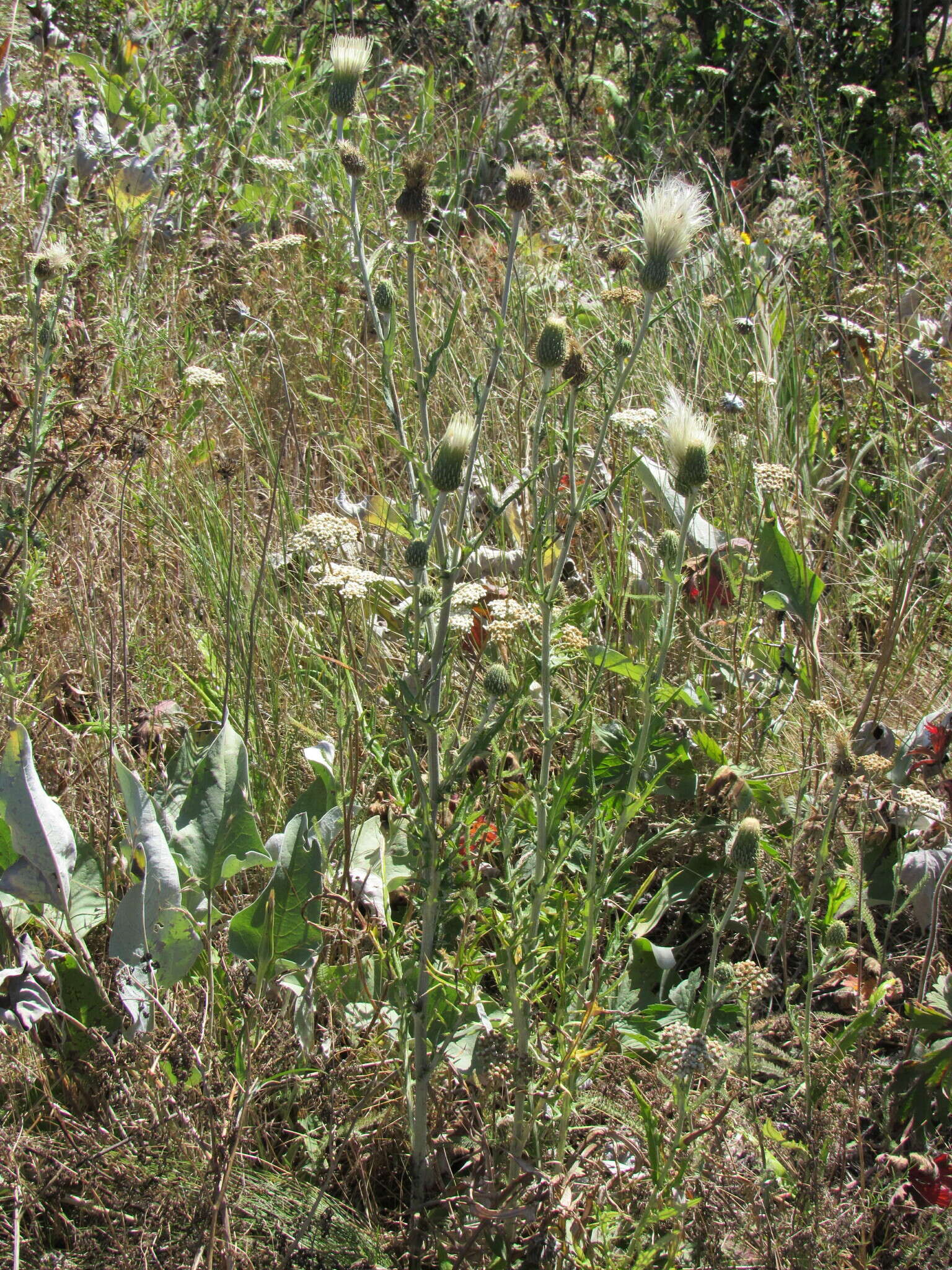 Imagem de Cirsium brevifolium Nutt.