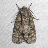 Image of Clear Dagger Moth