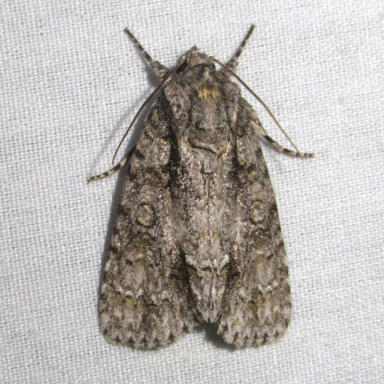 Image of Clear Dagger Moth