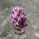 Image of <i>Astragalus <i>magdalenae</i></i> var. magdalenae