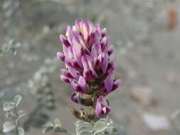 Image of <i>Astragalus <i>magdalenae</i></i> var. magdalenae