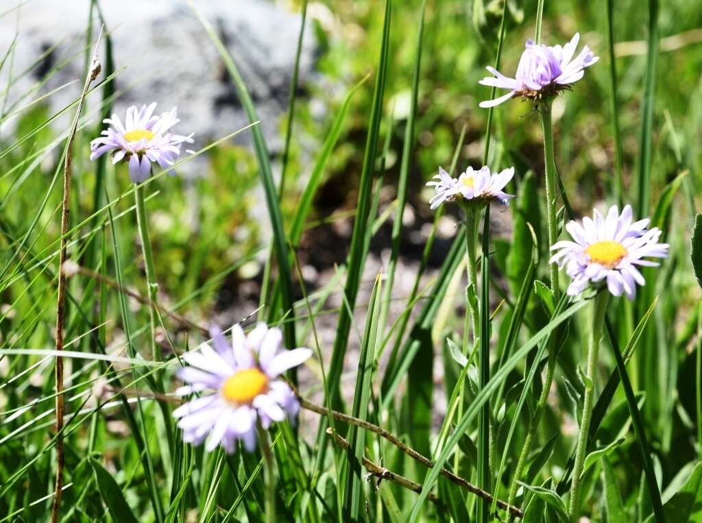 Image of Glacier Fleabane