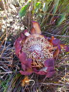 Image de Protea amplexicaulis (Salisb.) R. Br.