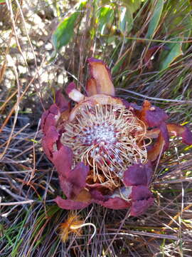 Image of Protea amplexicaulis (Salisb.) R. Br.