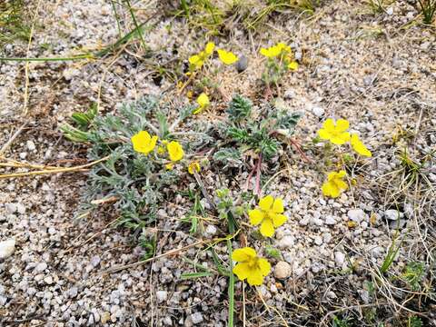 Image of Potentilla sericea L.