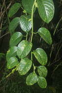 Plancia ëd Passiflora quadrangularis L.